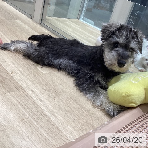 ミニチュア・シュナウザーの写真