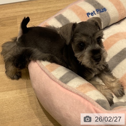 ミニチュア・シュナウザーの写真