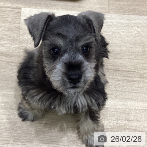 ミニチュア・シュナウザーの写真