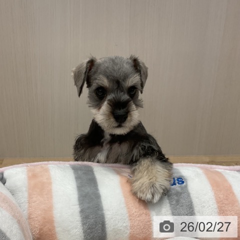 ミニチュア・シュナウザーの写真