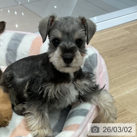 群馬県のミニチュアシュナウザー (ペットプラス イオンモール太田店/2025年12月29日生まれ/男の子/ソルトペッパー)の子犬の3枚目の画像