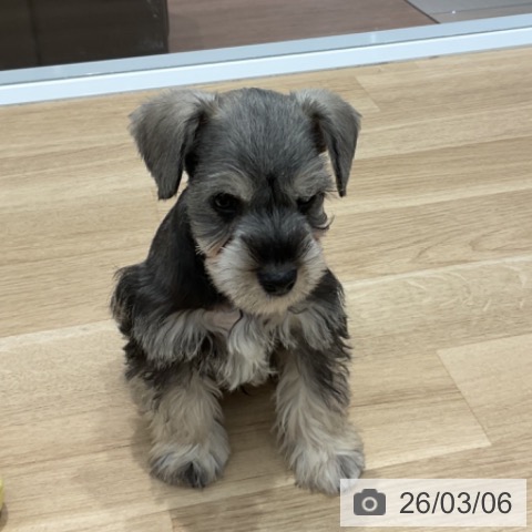 群馬県のミニチュアシュナウザー (ペットプラス イオンモール太田店/2025年12月29日生まれ/男の子/ソルトペッパー)の子犬の3枚目の画像