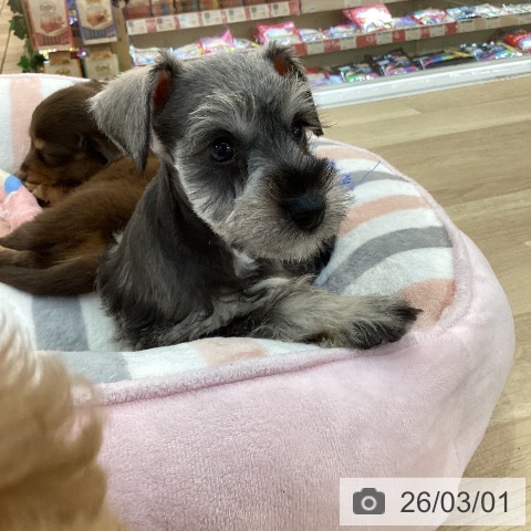 群馬県のミニチュアシュナウザー (ペットプラス 前橋店/2025年12月29日生まれ/女の子/ソルトペッパー)の子犬の4枚目の画像