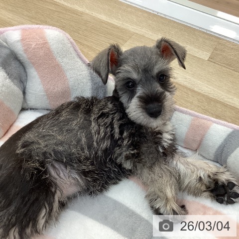 群馬県のミニチュアシュナウザー (ペットプラス 前橋店/2025年12月29日生まれ/女の子/ソルトペッパー)の子犬の3枚目の画像