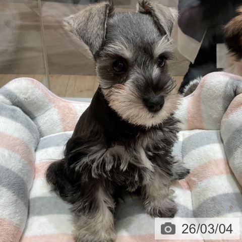 埼玉県のミニチュアシュナウザー (ペットプラス ららぽーと富士見店/2025年12月29日生まれ/女の子/ソルトペッパー)の子犬の3枚目の画像