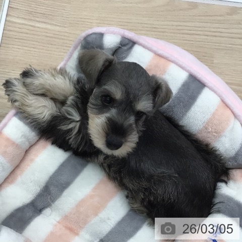 埼玉県のミニチュアシュナウザー (ペットプラス 八潮店/2025年12月29日生まれ/女の子/ソルトペッパー)の子犬の3枚目の画像