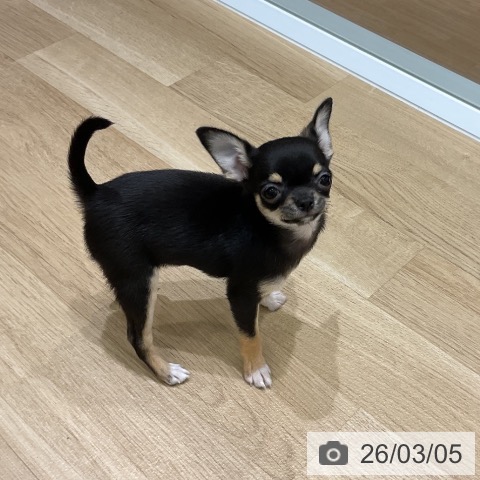 岩手県のチワワ(ロング) (ペットプラス 盛岡南店/2025年12月29日生まれ/女の子/ブラックタンホワイト)の子犬の3枚目の画像