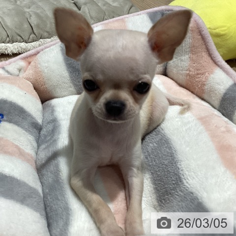 埼玉県のチワワ(ロング) (ペットプラス コクーンシティ店/2025年12月29日生まれ/男の子/クリーム)の子犬の4枚目の画像