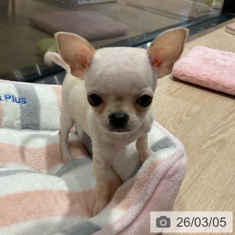 埼玉県のチワワ(ロング) (ペットプラス コクーンシティ店/2025年12月29日生まれ/男の子/クリーム)の子犬の3枚目の画像