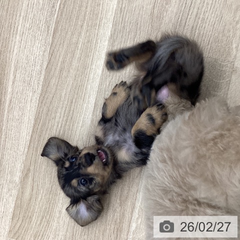 東京都のミニチュアダックスフンド(ロング) (ペットプラス むさし村山店/2025年12月27日生まれ/男の子/シルバーダップル)の子犬の4枚目の画像