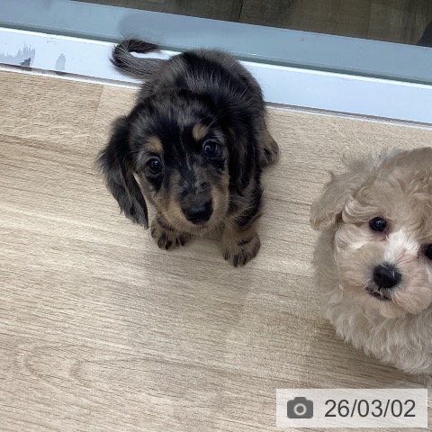 東京都のミニチュアダックスフンド(ロング) (ペットプラス むさし村山店/2025年12月27日生まれ/男の子/シルバーダップル)の子犬の3枚目の画像