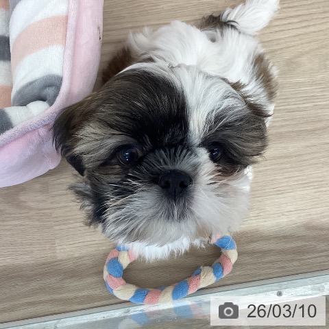 埼玉県のシーズー (ペットプラス 八潮店/2025年12月25日生まれ/女の子/ホワイトゴールド)の子犬の3枚目の画像