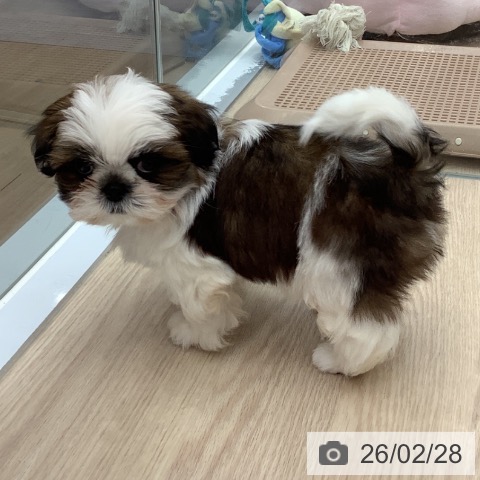 埼玉県のシーズー (ペットプラス 川口店/2025年12月25日生まれ/女の子/ホワイトゴールド)の子犬の4枚目の画像