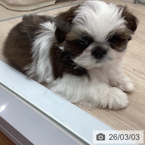 埼玉県のシーズー (ペットプラス 川口店/2025年12月25日生まれ/女の子/ホワイトゴールド)の子犬の3枚目の画像