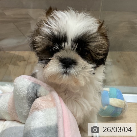 埼玉県のシーズー (ペットプラス ららぽーと富士見店/2025年12月25日生まれ/女の子/ホワイトゴールド)の子犬の3枚目の画像