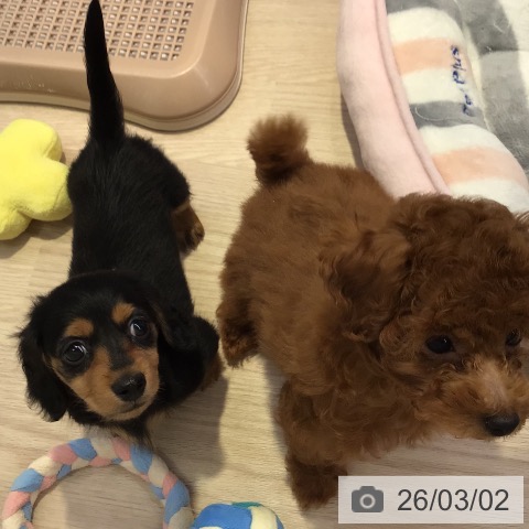 カニーンヘン・ダックスフンドの写真