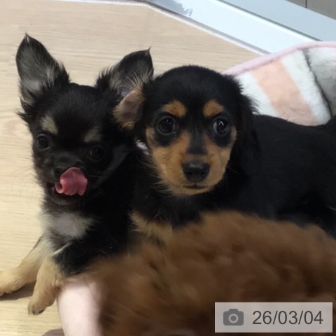 東京都のカニンヘンダックスフンド(ロング) (ペットプラス 多摩平の森店/2025年12月24日生まれ/男の子/ブラックタン)の子犬の3枚目の画像