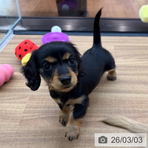 カニーンヘン・ダックスフンドの写真