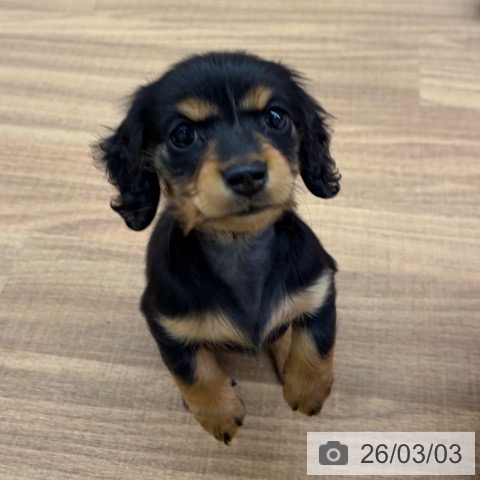 カニーンヘン・ダックスフンドの写真