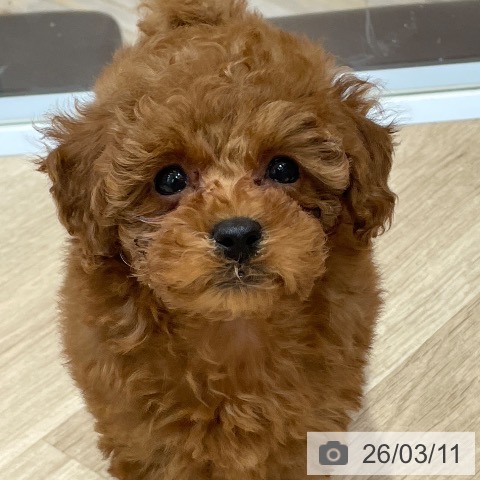 埼玉県のトイプードル(トイ) (ペットプラス ららぽーと富士見店/2025年12月29日生まれ/女の子/レッドフォーン)の子犬の4枚目の画像