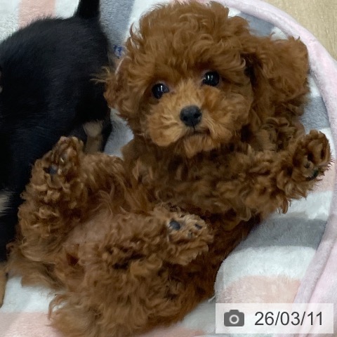埼玉県のトイプードル(トイ) (ペットプラス ららぽーと富士見店/2025年12月29日生まれ/女の子/レッドフォーン)の子犬の3枚目の画像