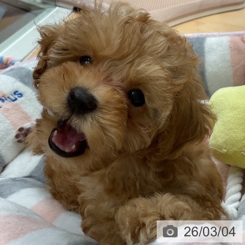 千葉県のトイプードル(トイ) (ペットプラス 成田店/2025年12月29日生まれ/女の子/オレンジフォーン)の子犬の4枚目の画像