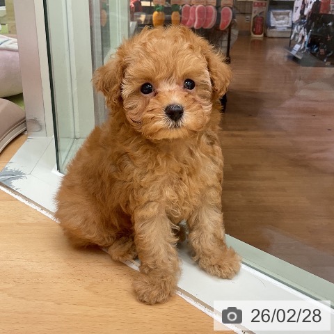 トイ・プードルの写真