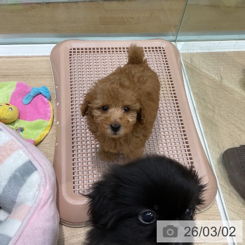 埼玉県のトイプードル(トイ) (ペットプラス ららぽーと新三郷店/2025年12月29日生まれ/男の子/オレンジフォーン)の子犬の3枚目の画像