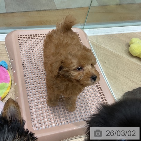 トイ・プードルの写真