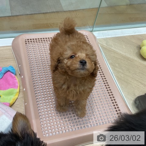 トイ・プードルの写真