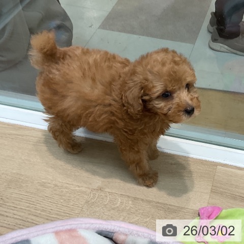 トイ・プードルの写真