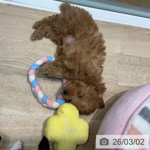 トイ・プードルの写真