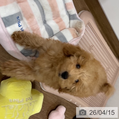 トイ・プードルの写真