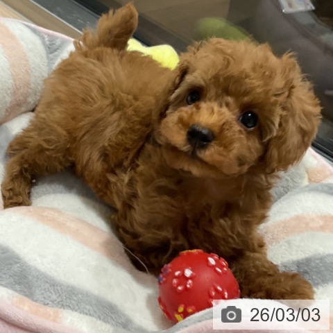 トイ・プードルの写真