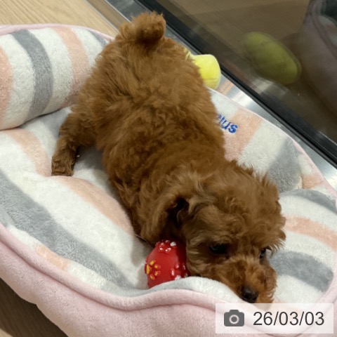 トイ・プードルの写真