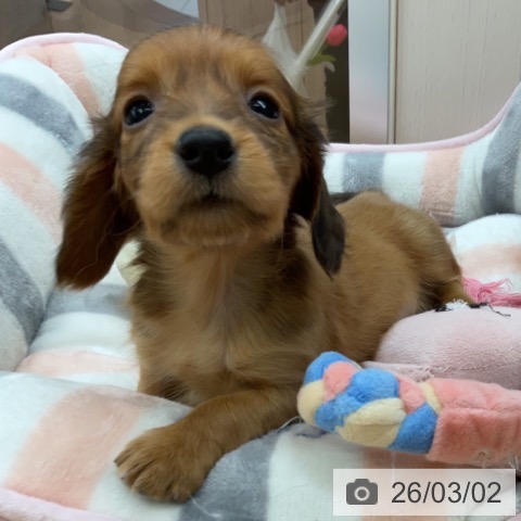 ミニチュア・ダックスフンドの写真