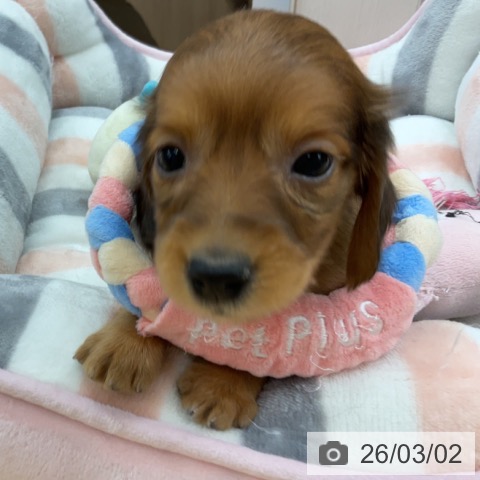 ミニチュア・ダックスフンドの写真