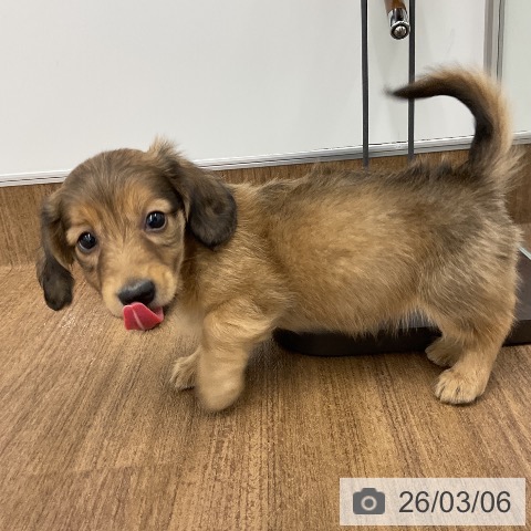 ミニチュア・ダックスフンドの写真