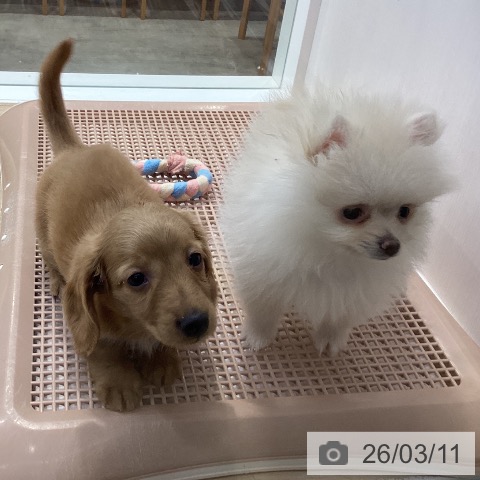 神奈川県のミニチュアダックスフンド(ロング) (ペットプラス 座間店/2025年12月29日生まれ/男の子/ゴールド)の子犬の4枚目の画像