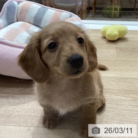 神奈川県のミニチュアダックスフンド(ロング) (ペットプラス 座間店/2025年12月29日生まれ/男の子/ゴールド)の子犬の3枚目の画像