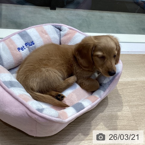 神奈川県のミニチュアダックスフンド(ロング) (ペットプラス 座間店/2025年12月29日生まれ/男の子/ゴールド)の子犬の4枚目の画像