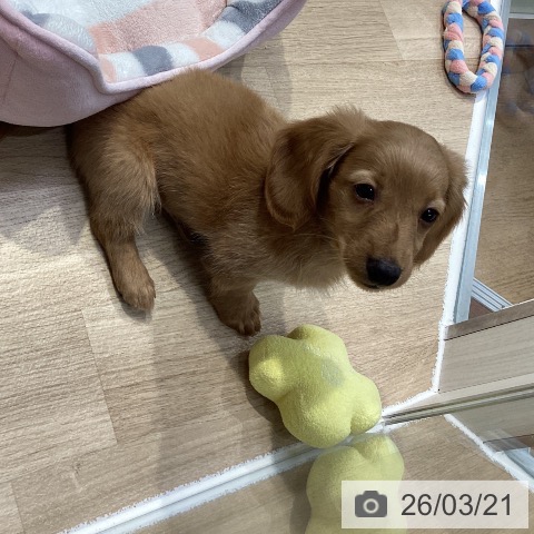 神奈川県のミニチュアダックスフンド(ロング) (ペットプラス 座間店/2025年12月29日生まれ/男の子/ゴールド)の子犬の3枚目の画像