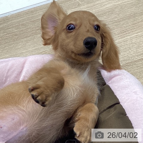 神奈川県のミニチュアダックスフンド(ロング) (ペットプラス 座間店/2025年12月29日生まれ/男の子/ゴールド)の子犬の4枚目の画像