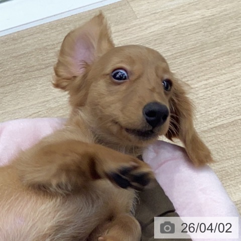 神奈川県のミニチュアダックスフンド(ロング) (ペットプラス 座間店/2025年12月29日生まれ/男の子/ゴールド)の子犬の3枚目の画像