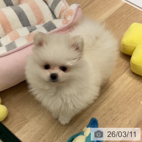 神奈川県のポメラニアン (ペットプラス 天王町店/2025年12月24日生まれ/女の子/ホワイト)の子犬の3枚目の画像