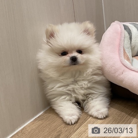 茨城県のポメラニアン (ペッツワン 古河店/2025年12月24日生まれ/女の子/ホワイト)の子犬の4枚目の画像