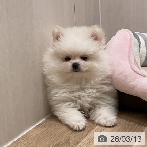 茨城県のポメラニアン (ペッツワン 古河店/2025年12月24日生まれ/女の子/ホワイト)の子犬の3枚目の画像