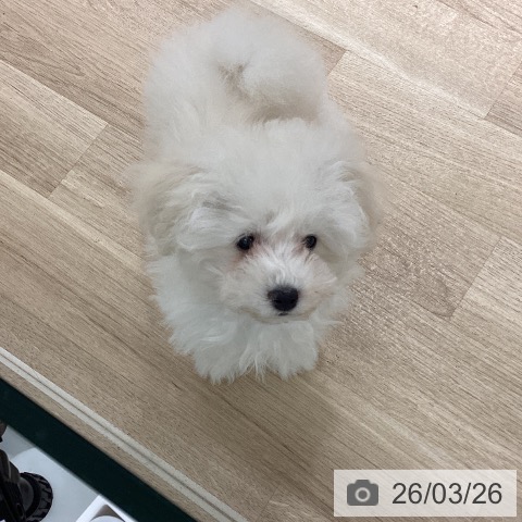 宮城県のトイプードル(トイ) (ペットプラス 仙台泉大沢店/2025年12月21日生まれ/女の子/ホワイト)の子犬の4枚目の画像