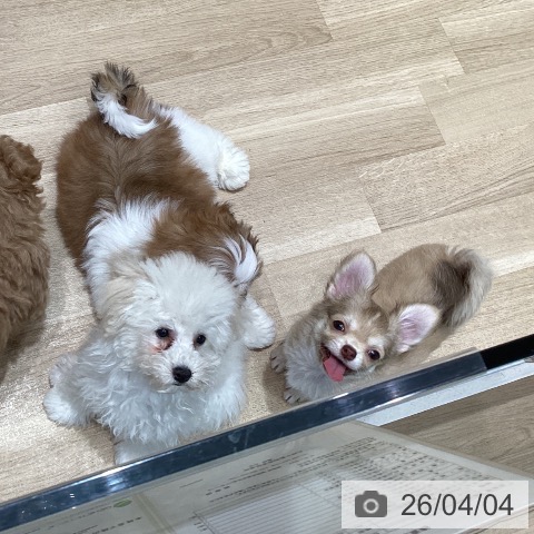 宮城県のトイプードル(トイ) (ペットプラス 仙台泉大沢店/2025年12月21日生まれ/女の子/ホワイト)の子犬の4枚目の画像