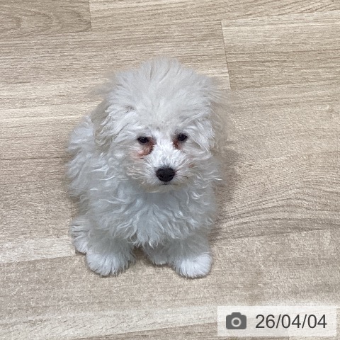 宮城県のトイプードル(トイ) (ペットプラス 仙台泉大沢店/2025年12月21日生まれ/女の子/ホワイト)の子犬の3枚目の画像